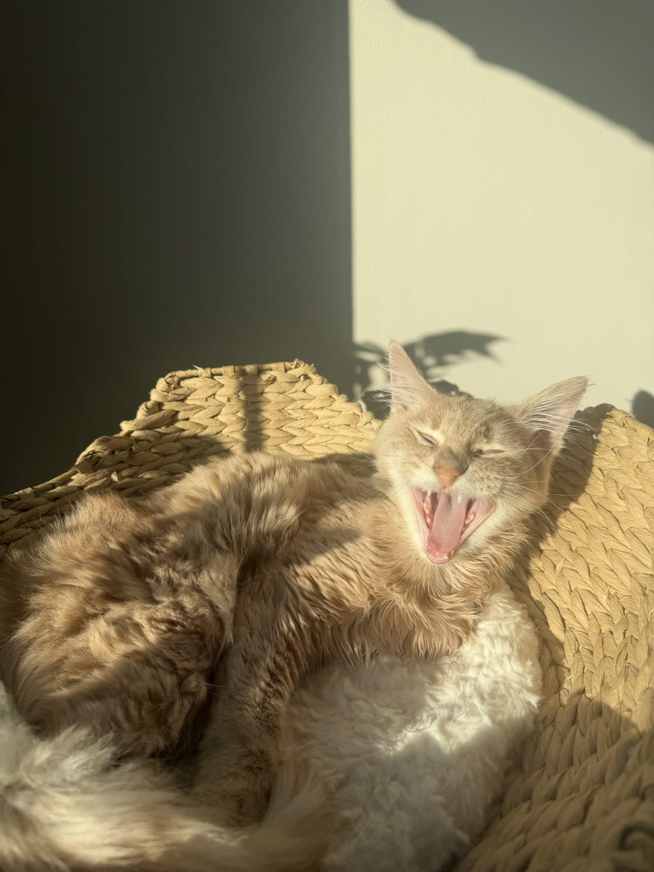 Milo